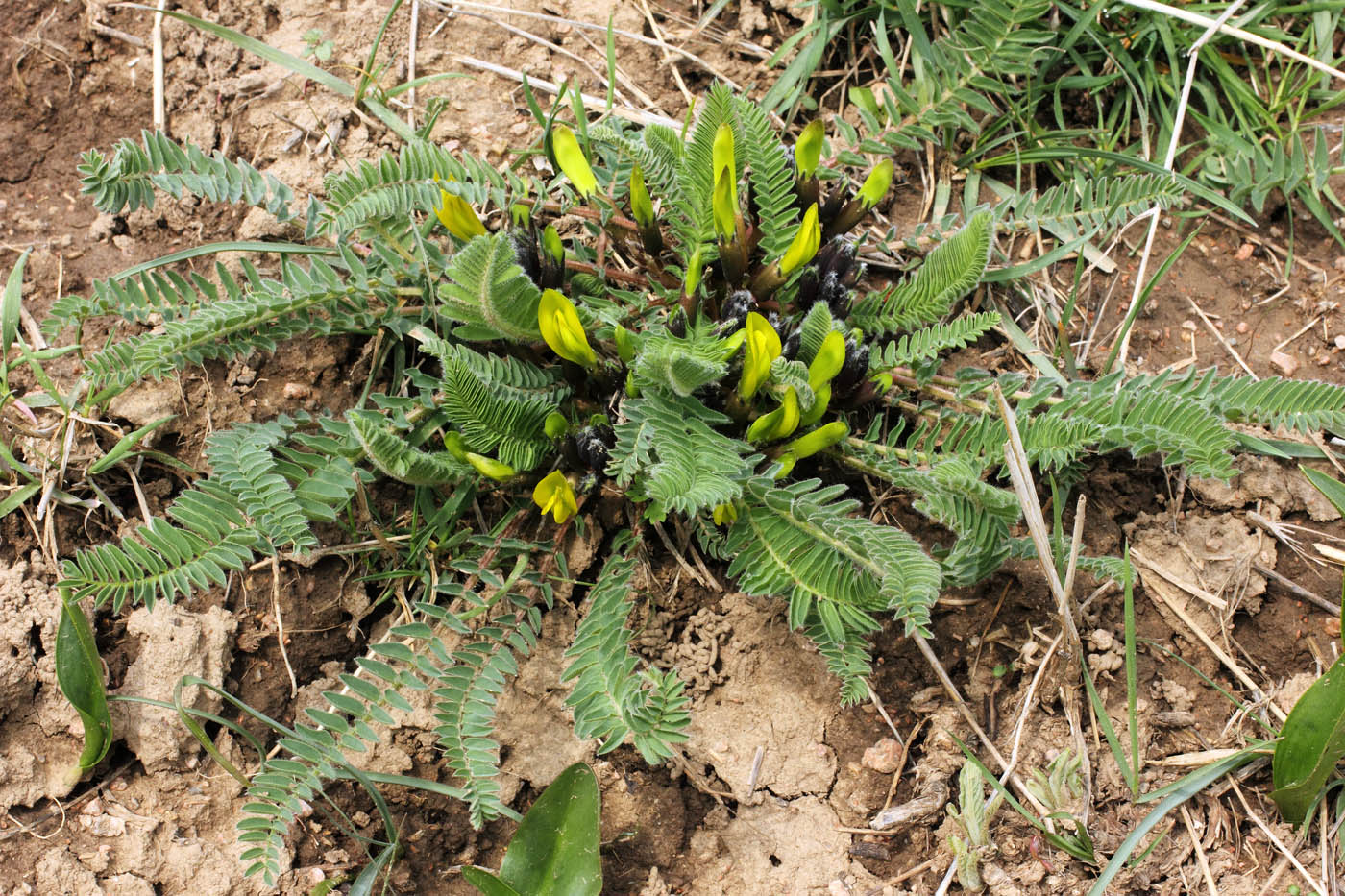 Изображение особи Astragalus macronyx.