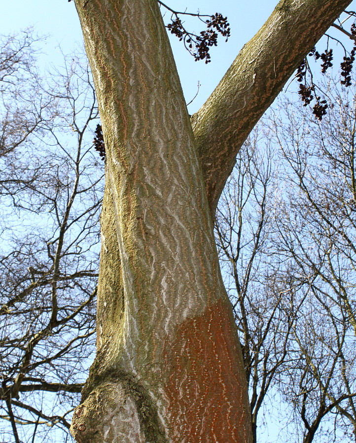 Image of Paulownia tomentosa specimen.