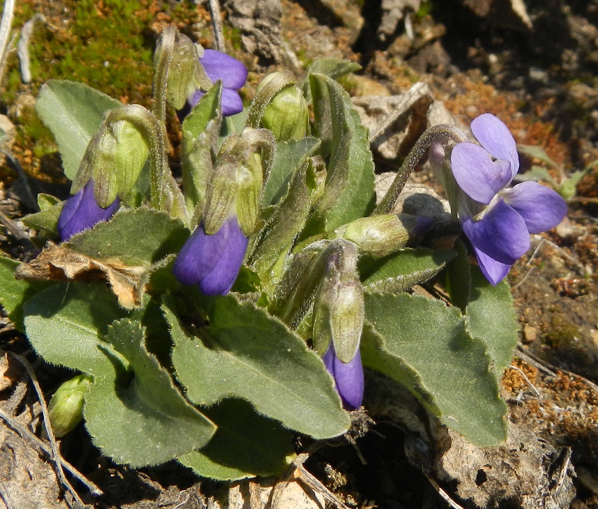 Image of genus Viola specimen.