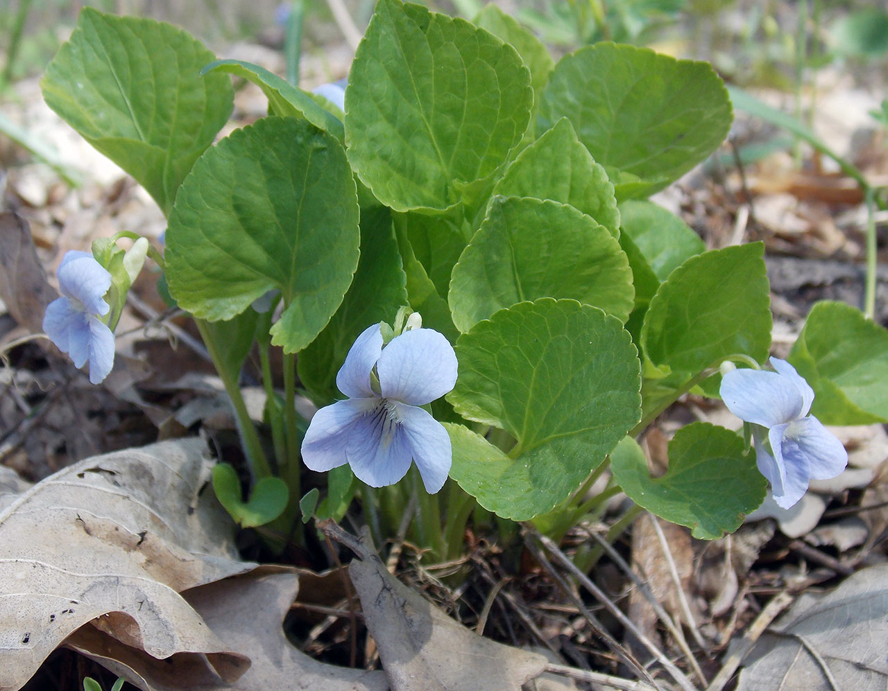 Image of Viola mirabilis specimen.