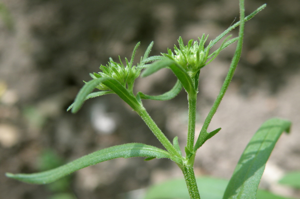 Изображение особи Valerianella dentata.