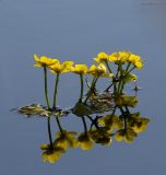 Caltha palustris