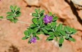 Leucophyllum frutescens. Веточка с цветками. Израиль, Шарон, г. Герцлия, в культуре. 04.05.2013.