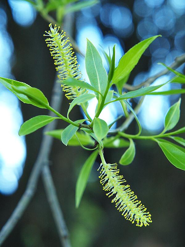 Изображение особи Salix fragilis var. sphaerica.