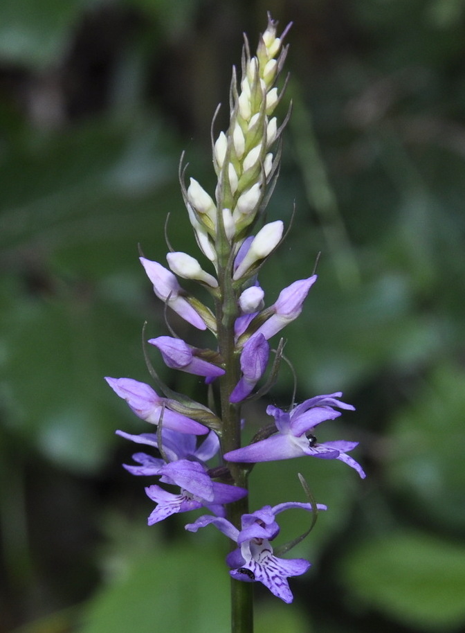 Изображение особи Dactylorhiza saccifera.