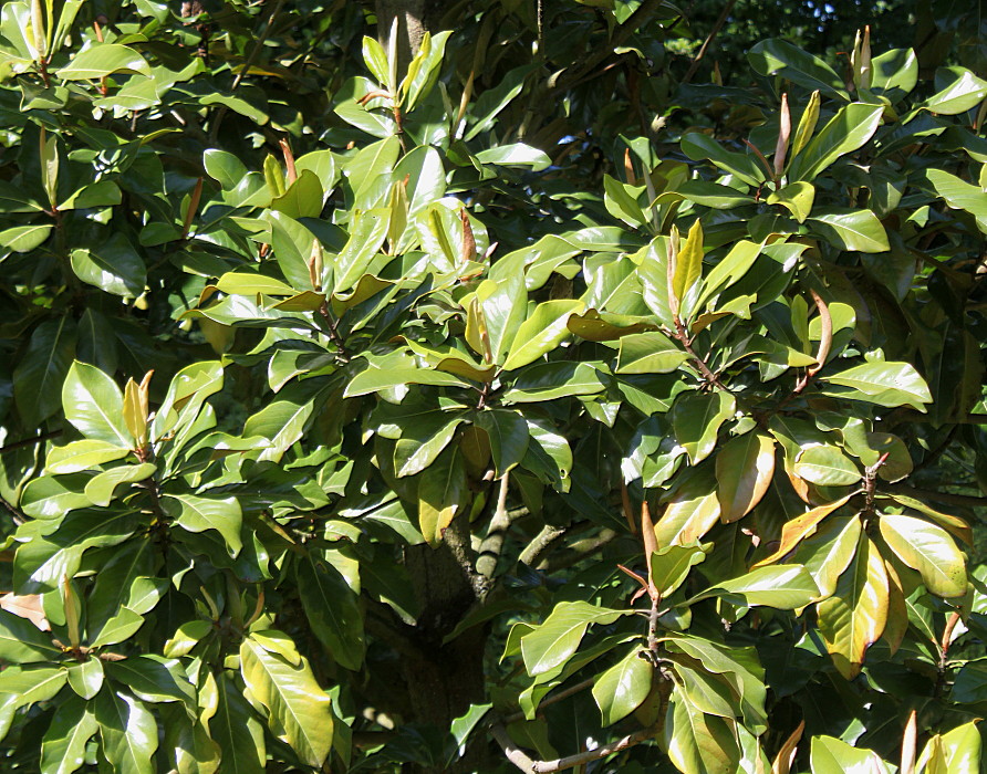 Image of Magnolia grandiflora specimen.