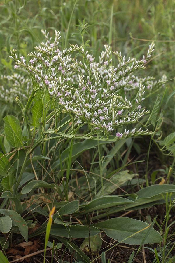 Image of Goniolimon tataricum specimen.