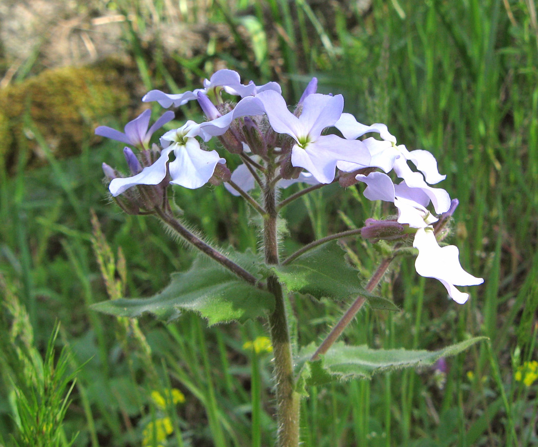 Image of Hesperis steveniana specimen.