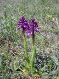 Anacamptis morio ssp. caucasica