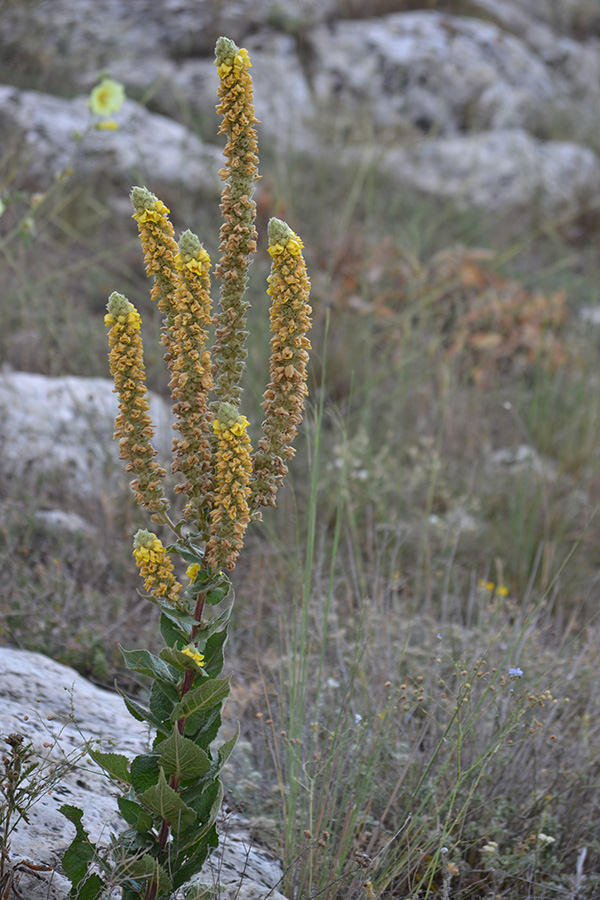 Изображение особи Verbascum ovalifolium.