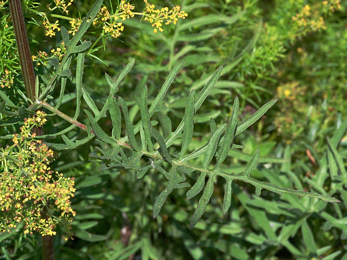 Image of Centaurea scabiosa specimen.