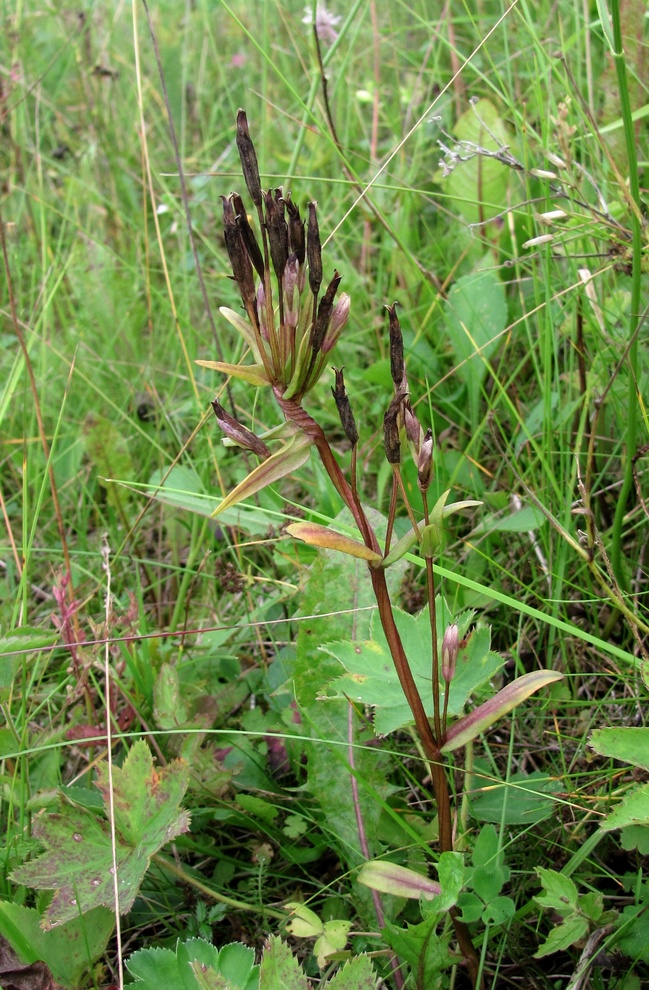 Изображение особи Gentianella lingulata.