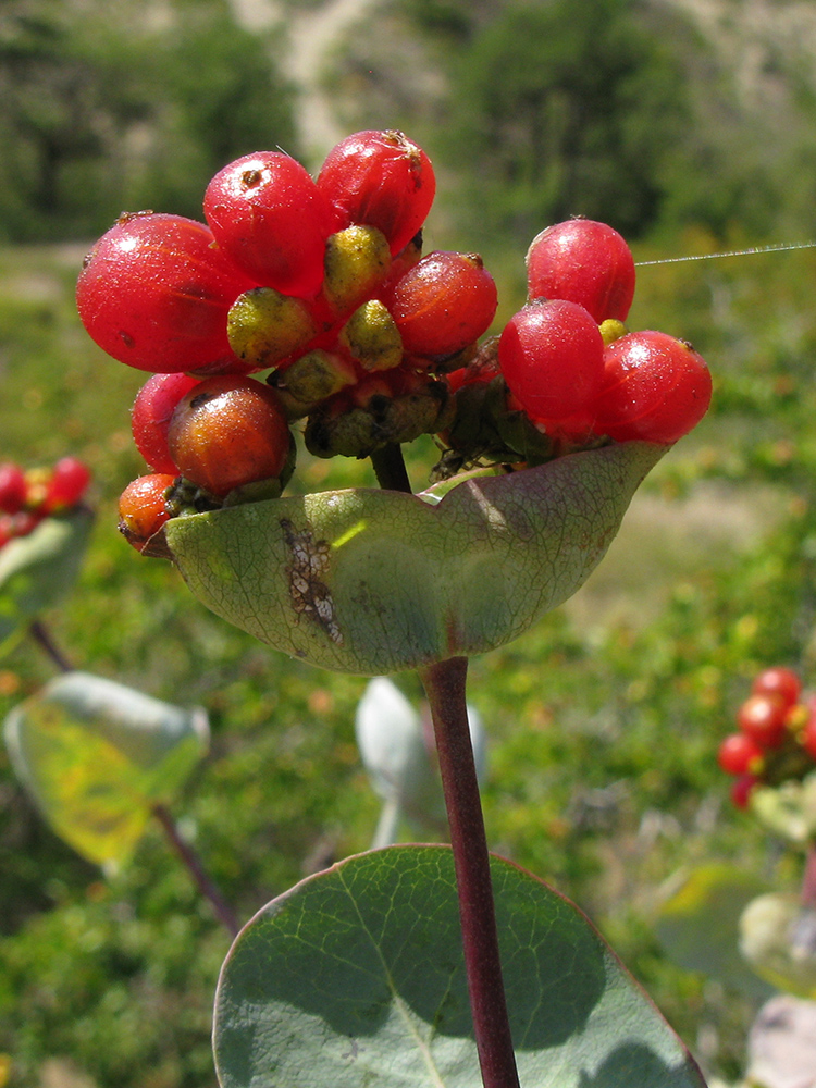 Изображение особи Lonicera etrusca.