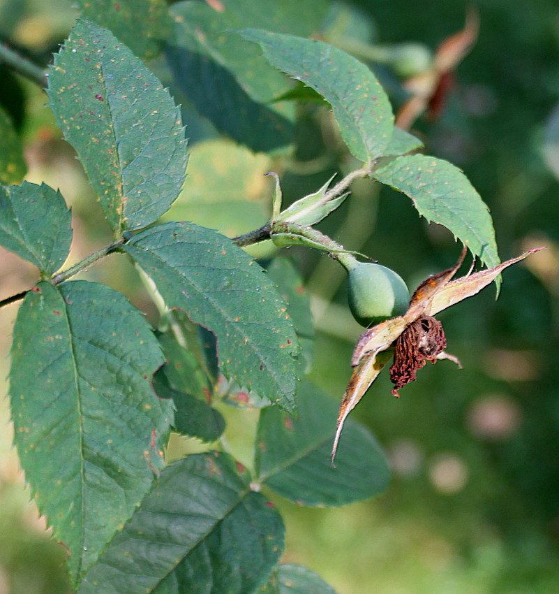 Image of Rosa pisocarpa specimen.