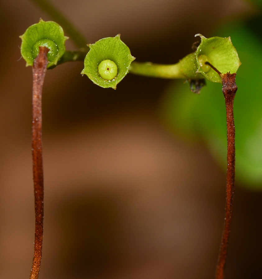 Image of Clerodendrum inerme specimen.