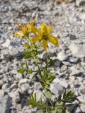 Hypericum perforatum