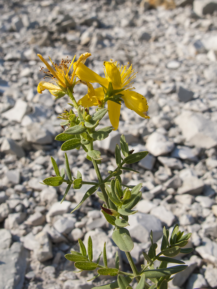 Изображение особи Hypericum perforatum.