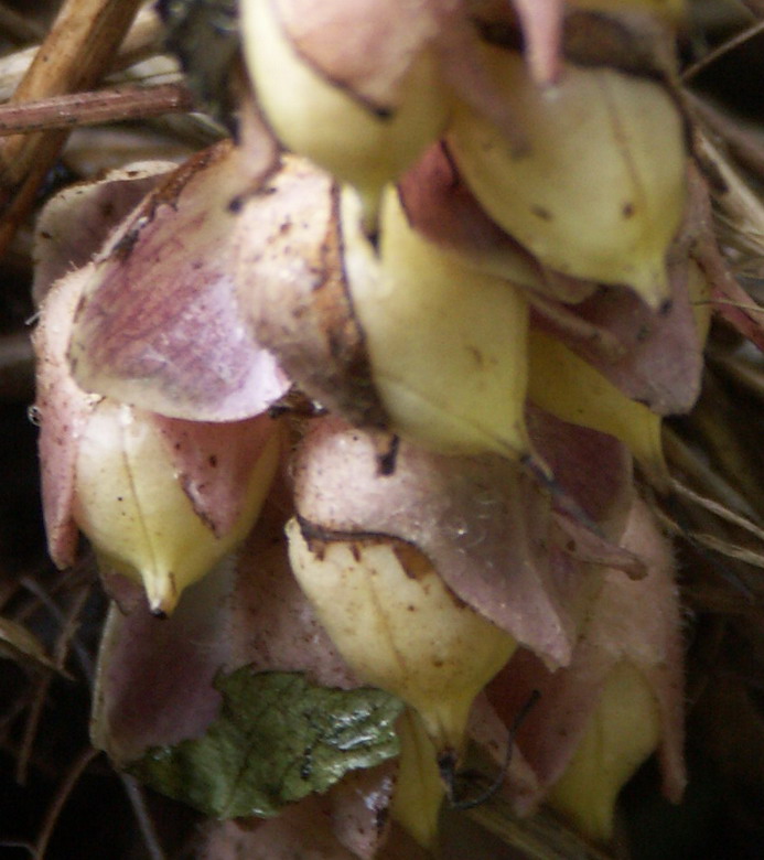 Image of Lathraea squamaria specimen.