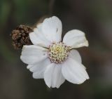 Achillea ptarmicifolia