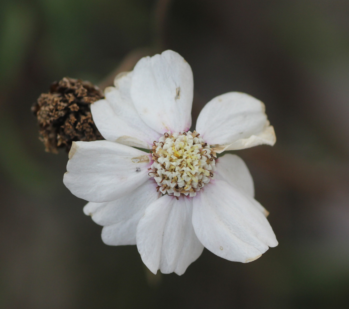 Image of Achillea ptarmicifolia specimen.