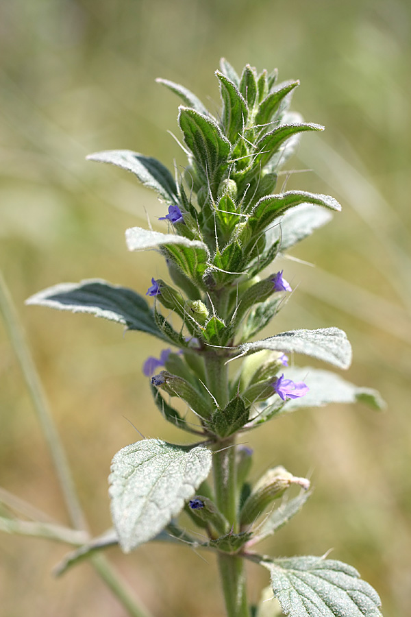 Image of Lallemantia royleana specimen.