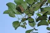 Alnus glutinosa