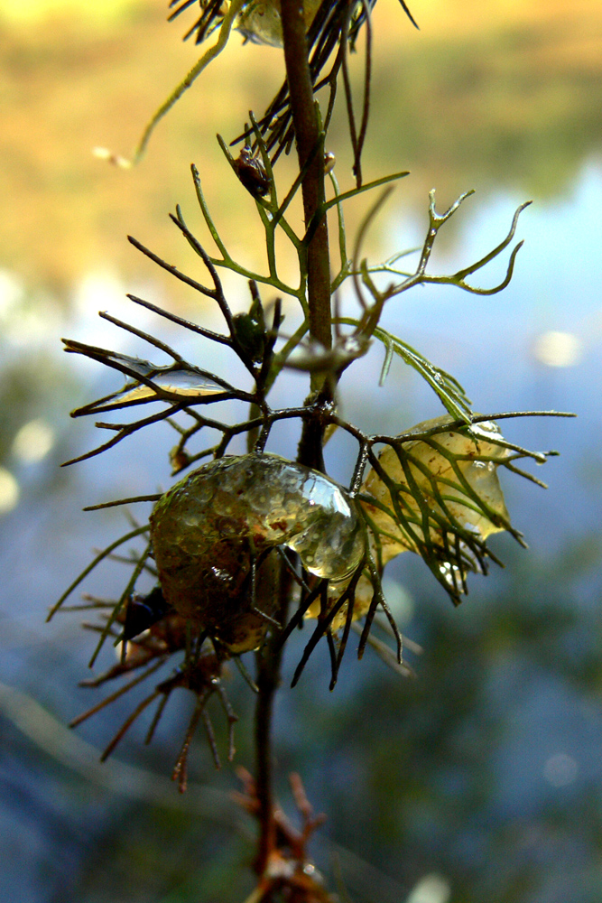 Image of Ranunculus circinatus specimen.