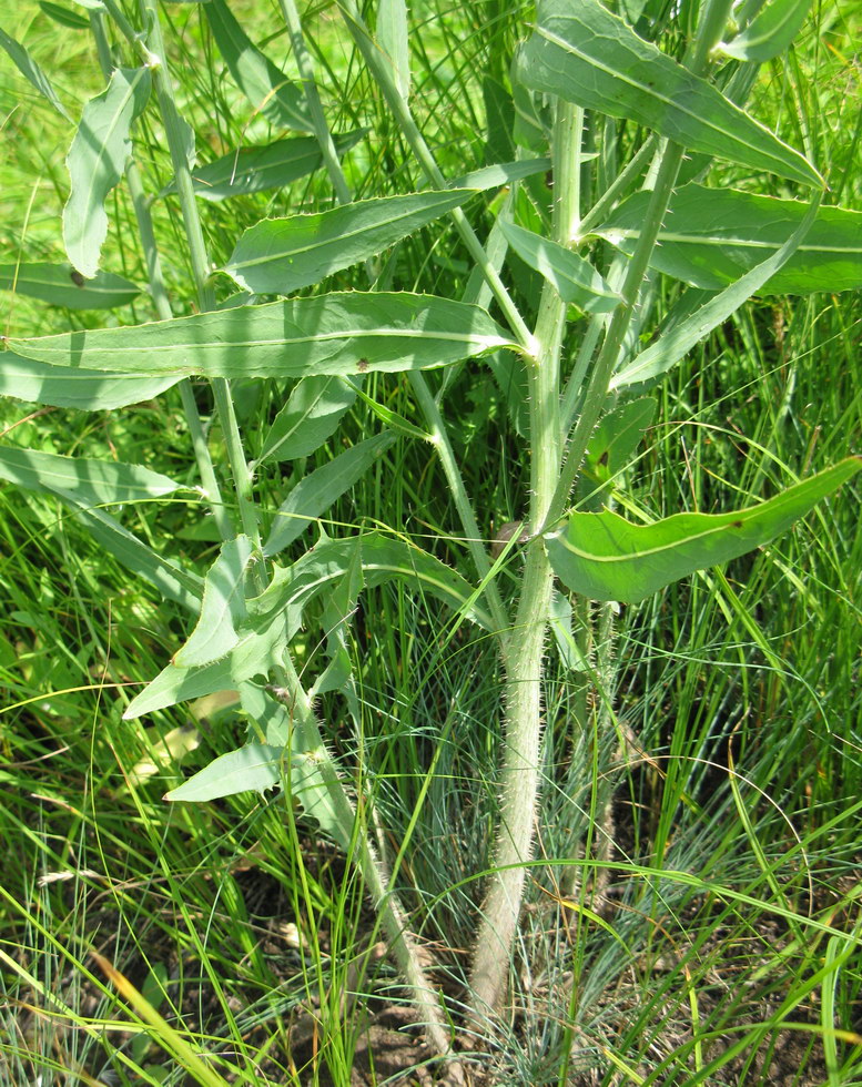 Изображение особи Chondrilla latifolia.