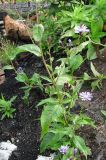 Lactuca sibirica