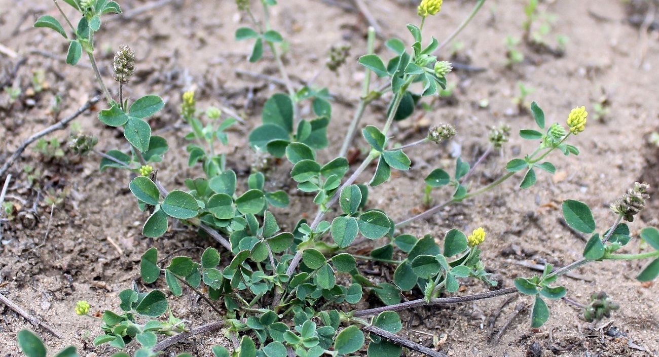Image of Medicago lupulina specimen.