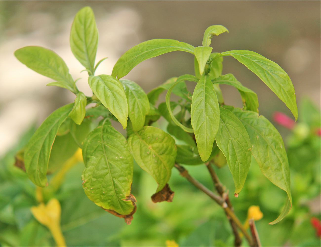 Image of Pachystachys lutea specimen.