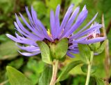 Aster maackii. Соцветие (вид со стороны обёртки). Приморский край, г. Владивосток, бухта Соболь, прибрежный склон. 06.09.2013.