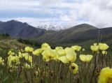 род Papaver