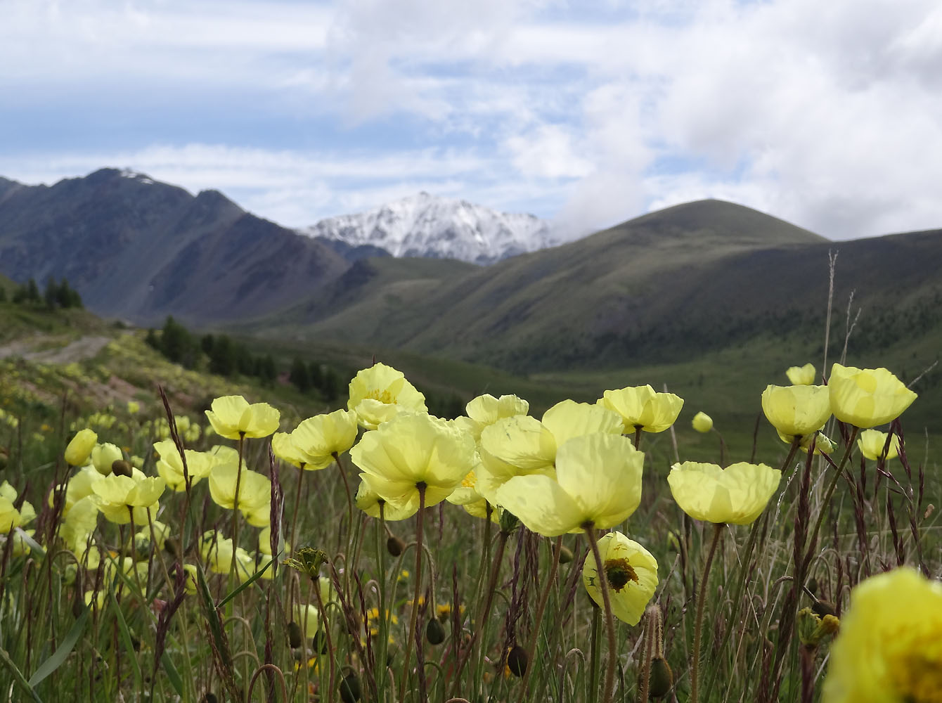 Изображение особи род Papaver.