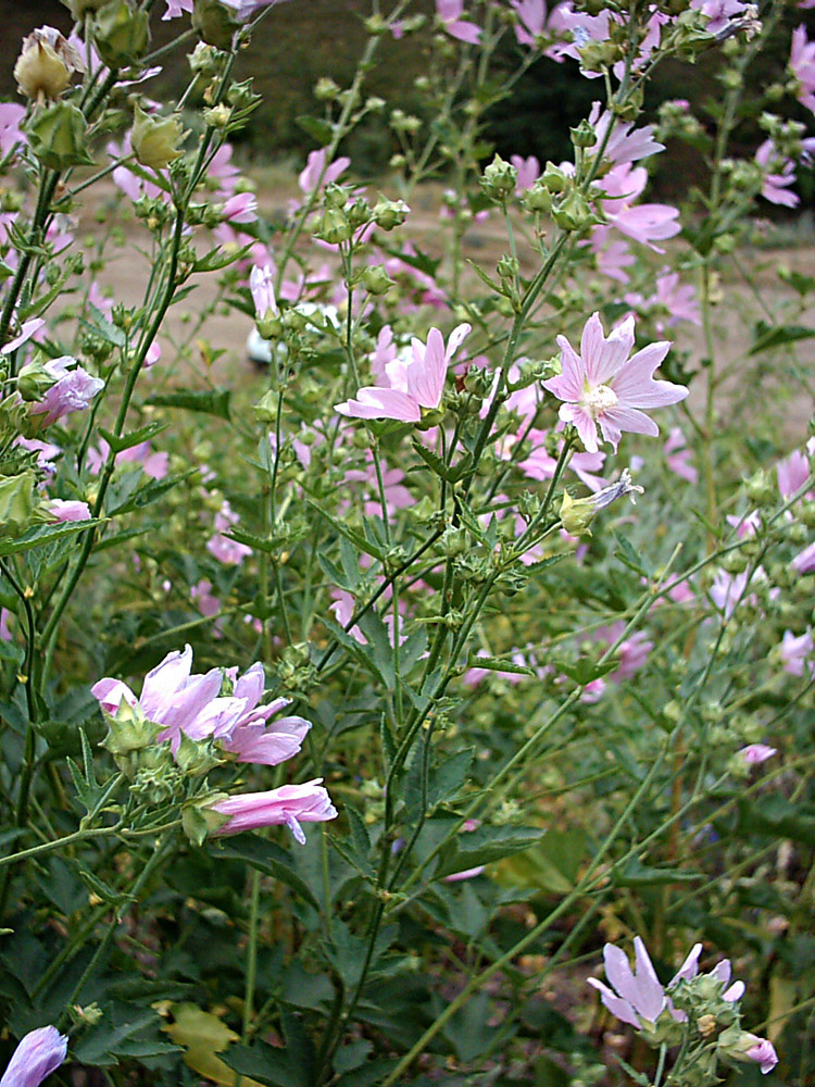 Image of Malva thuringiaca specimen.