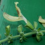 Image of taxon representative. Author is Валерий Куделя