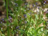 Polygala amarella