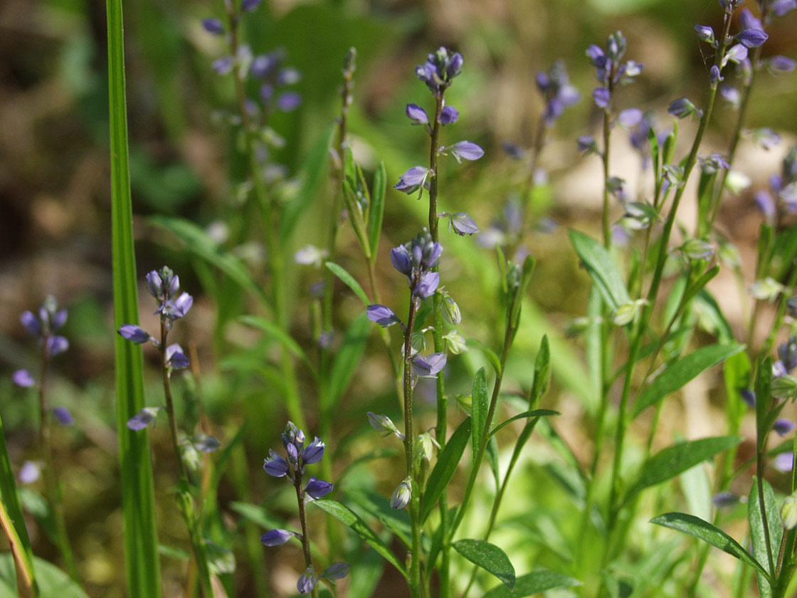 Image of Polygala amarella specimen.