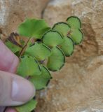 Adiantum balfourii. Верхушка вайи с сорусами (вид с нижней стороны). Сокотра, плато Моми, окр. пещеры Хок. 02.01.2014.