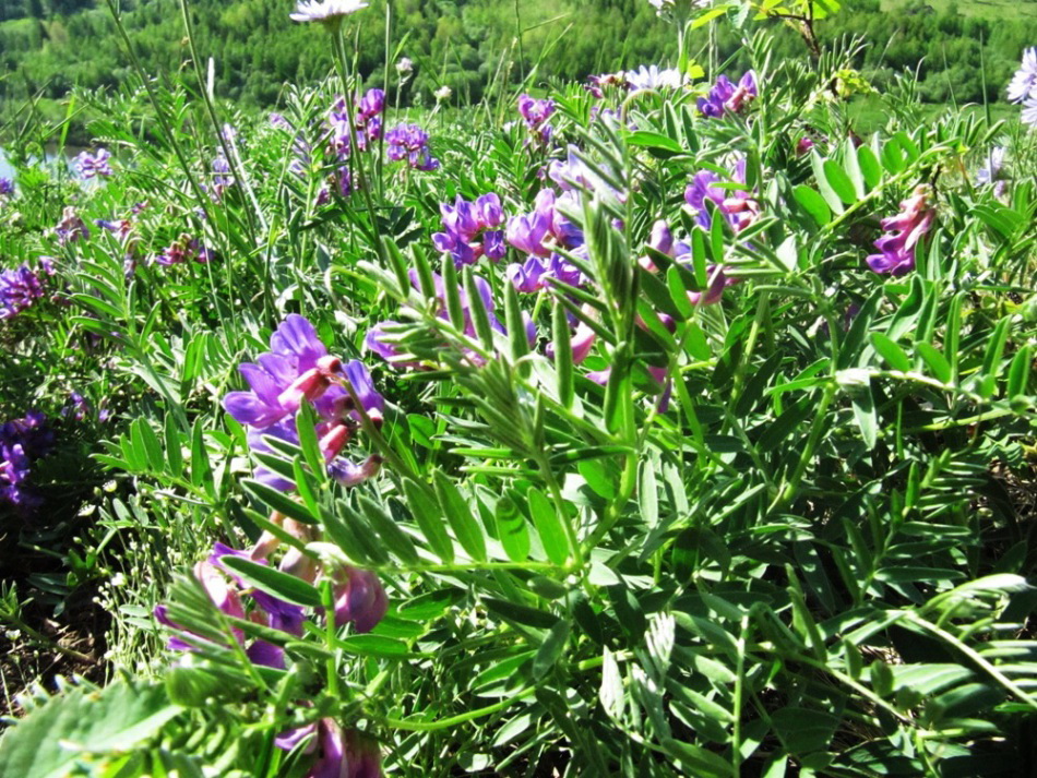 Изображение особи Vicia uralensis.