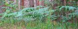 Pteridium pinetorum. Растения в сосновом бору. Республика Татарстан, г. Елабуга. 02.07.2009.