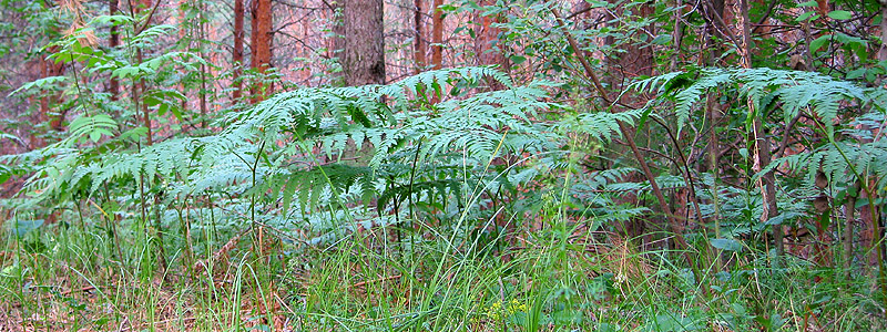 Изображение особи Pteridium pinetorum.