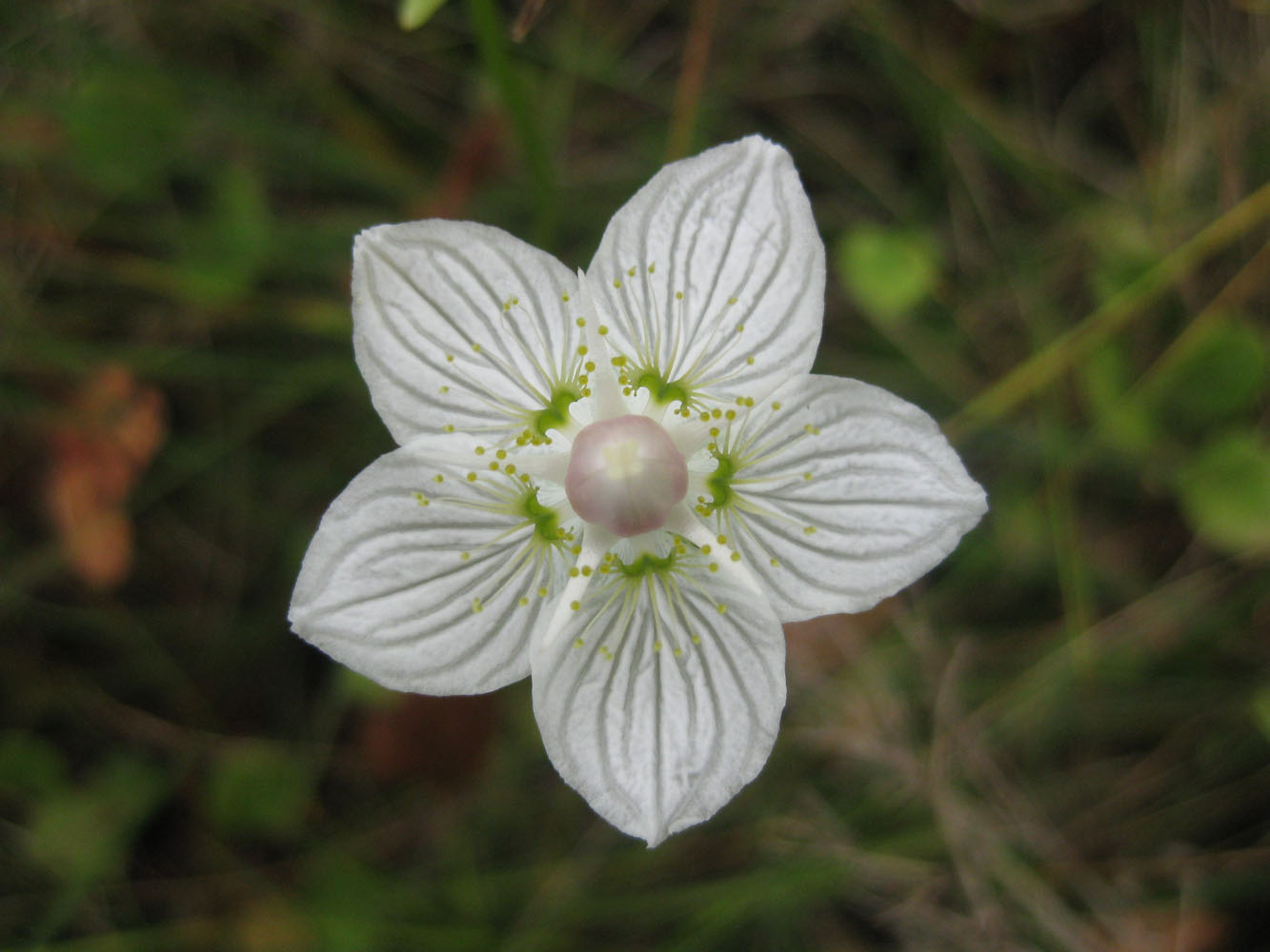 Изображение особи Parnassia palustris.