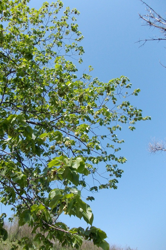 Image of Ulmus laevis specimen.