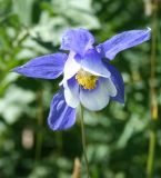 Aquilegia jucunda. Цветок. Восточно-Казахстанская обл., г. Риддер, окр. Малоульбинского вдхр., белок Россыпной, возле Золотой горы, субальпийский луг. 27.07.2008.