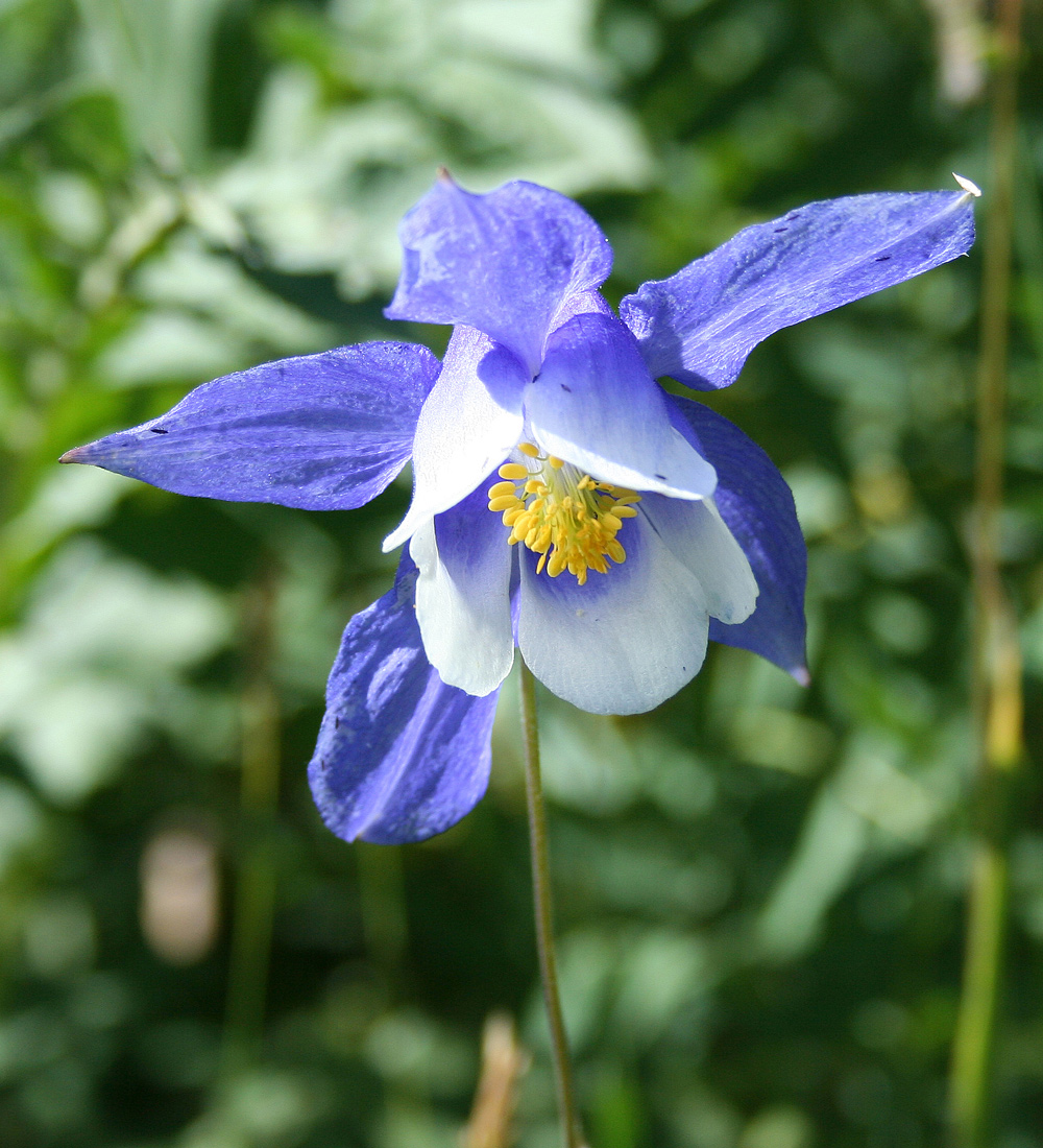 Изображение особи Aquilegia jucunda.