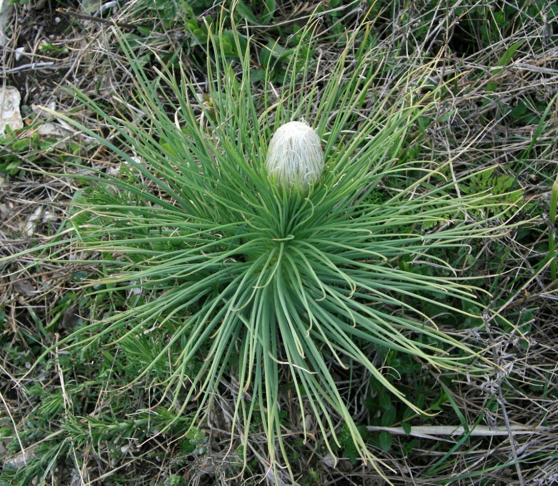 Изображение особи Asphodeline taurica.