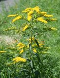 Solidago canadensis. Верхушка цветущего растения. Восточный Казахстан, г. Усть-Каменогорск, клумба у здания. 18.07.2012.