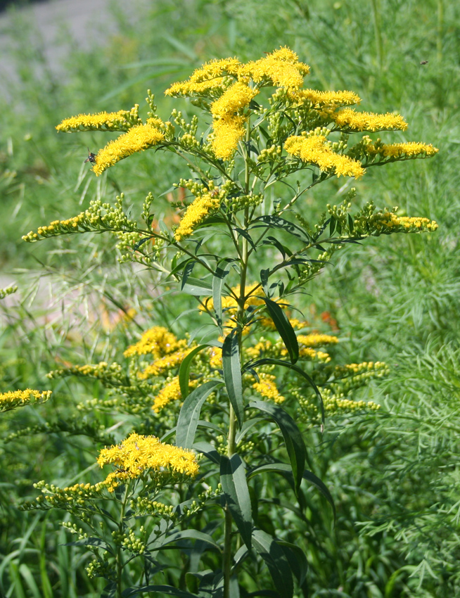 Изображение особи Solidago canadensis.