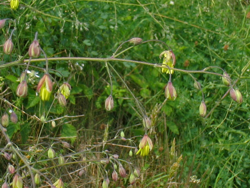 Image of Thalictrum minus specimen.